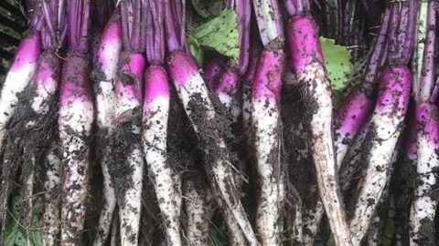 Image for Hinona Kabu Purple Japanese Turnip