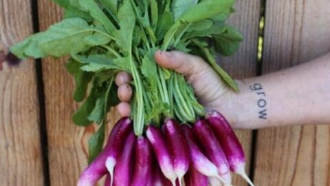 Image for Felicia Purple Radish