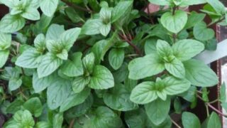 Growing Mint Indoors: Must-Know Tips for Growing Mint Inside - Together ...