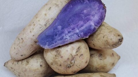 Image for Fresh Purple Flesh Ubi Sweet Yam Potatoes Tubers