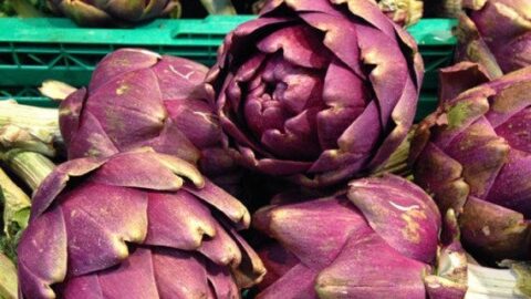 Image for Roman purple artichoke