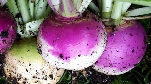 Image for Purple Top Turnips