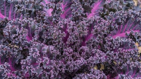 Image for Curly Kale Scarlet Heirloom