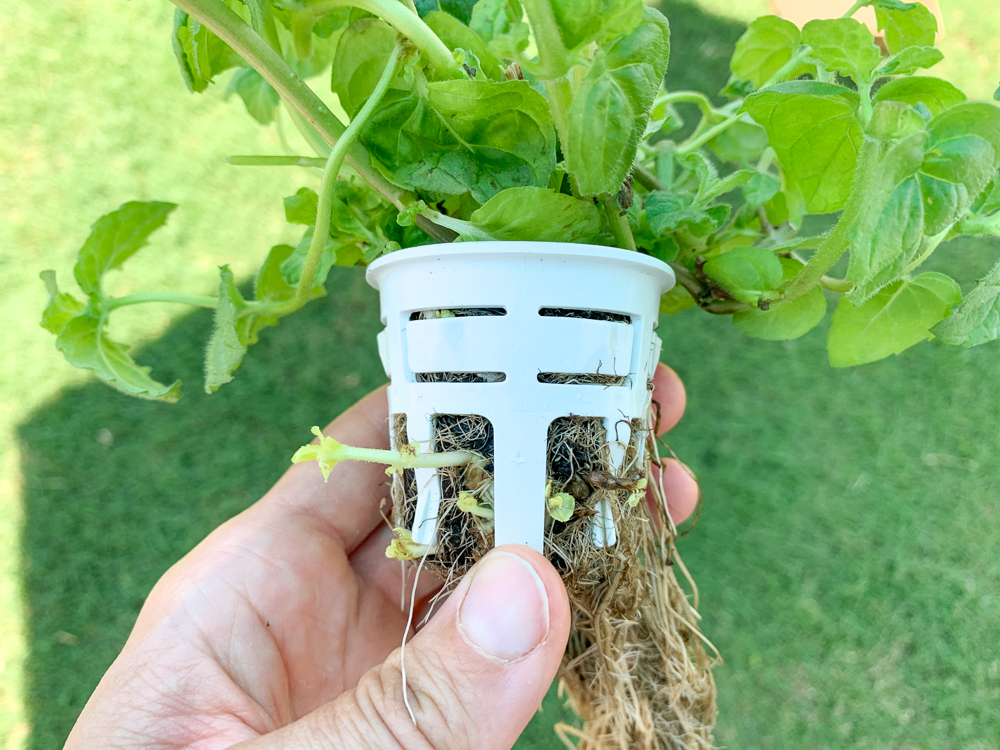 a hydroponic grow cup removed from a hydroponic stand. The cup has spearmint and the focus is on the cup with runners coming out of the roots