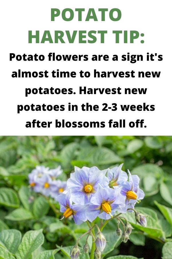 Potato harvest tip: i fiori di patate sono un segno che è quasi ora di raccogliere nuove patate. Raccogli le patate novelle nelle 2-3 settimane dopo la caduta dei fiori. Sotto questo testo c'è un primo piano di una pianta di patate in fiore. I fiori sono piccoli e viola chiaro con centri gialli.
