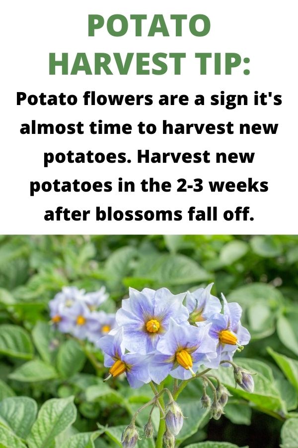 dica de colheita de batata: as flores de batata são um sinal de que é quase hora de colher batatas novas. Colha batatas novas nas 2-3 semanas após a queda das flores. Abaixo deste texto está um close - up de uma planta de batata com flores. As flores são pequenas e roxas claras com centros amarelos.