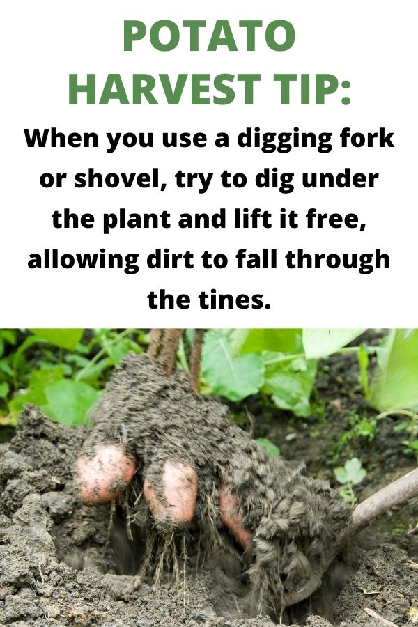 text "potato harvest tip: when you use a digging fork or shovel, try to dig under the plant and lift it free, allowing dirt to fall through the tines"