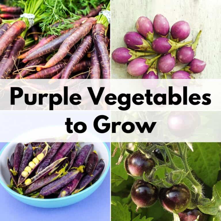 text overlay "purple vegetables to grow" on top of a two by two grid of pictures of purple vegetables with purple carrots, purple eggplant, purple peas, and purple tomatoes
