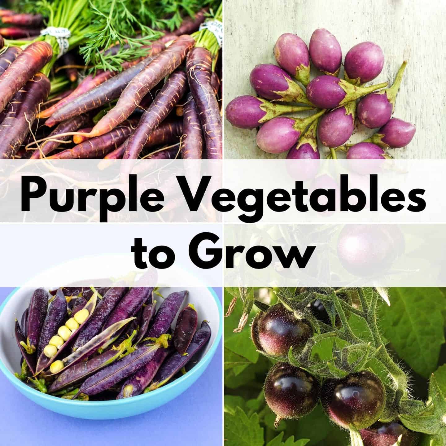 purple-vegetables-for-your-superfood-garden-together-time-family