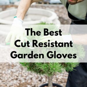 text overlay "the best cut resistant garden gloves" over a picture of someone wearing gloves and using hand pruners to trim a small evergreen tree