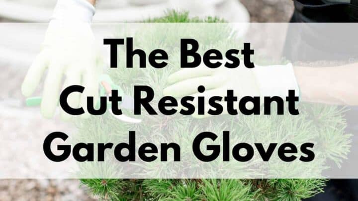 text overlay "the best cut resistant garden gloves" over a picture of someone wearing gloves and using hand pruners to trim a small evergreen tree