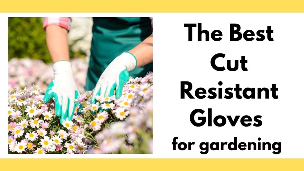 text "the best cut resistant gloves for gardening" on the right. On the left are a woman's gloved hands on top of blooming daisy flowers. 