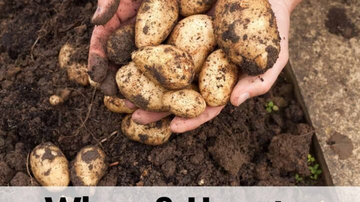 text overlay "when to harvest potatoes" on the bottom portion of an image of a woman's hands full of small, new potatoes freshly dug from the ground