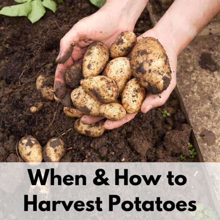 text overlay "when to harvest potatoes" on the bottom portion of an image of a woman's hands full of small, new potatoes freshly dug from the ground