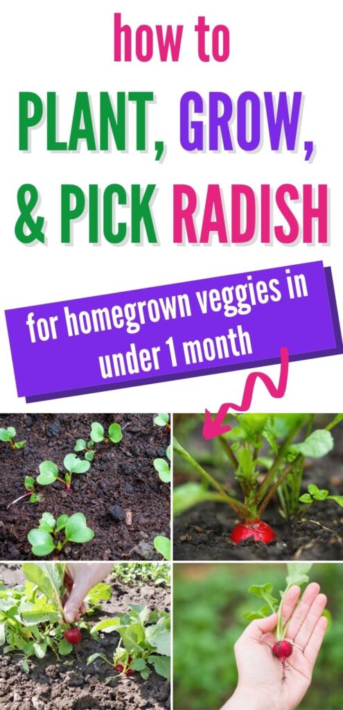text "how to plant, grow, & pick radish for homegrown veggies in under one month." Below is a tiled 2x2 square image or radish seedlings, growing radish, a hand picking a radish, and a freshly picked radish in a woman's hand 
