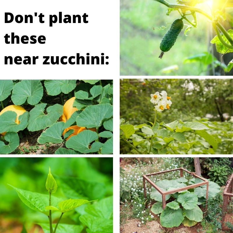 Text "don't plant these near zucchini" with pictures of cucumber, pumpkin, potato, sweet potato, and squash plants