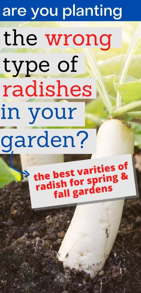 text "are you planting the wrong types of radishes in your garden? The best varieties or radish for spring and fall gardens" In the background is a close up image of two white daikon radishes growing