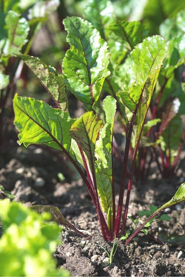 A close up of a beet growing in the soil. There are ample leafy greens on red stems above the soil