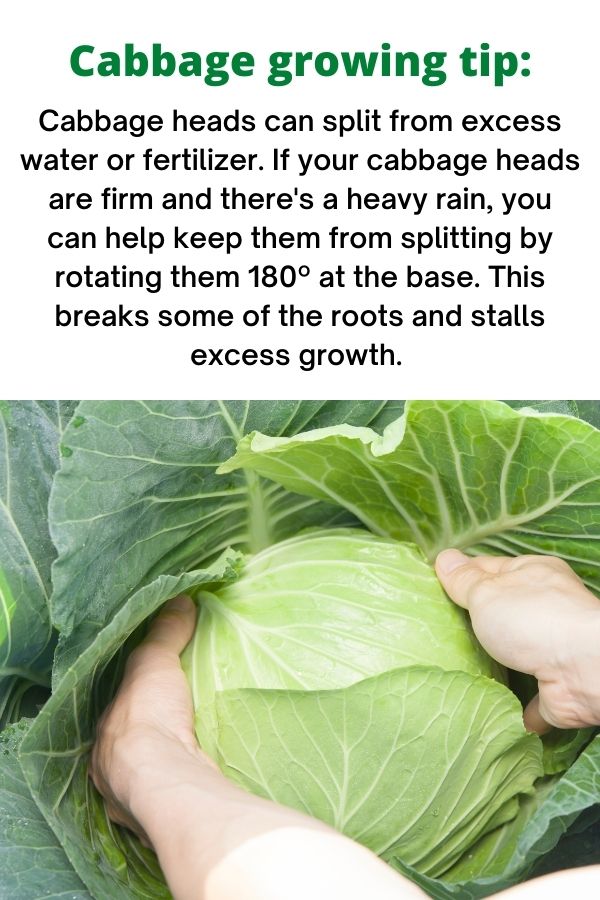 Text "Cabbage growing tip: Cabbage heads can split from excess water or fertilizer. If your cabbage heads are firm and there's a heavy rain, you can help keep them from splitting by rotating them 180º at the base. This breaks some of the roots and stalls excess growth." Below is a picture of hands grabbing a growing cabbage head