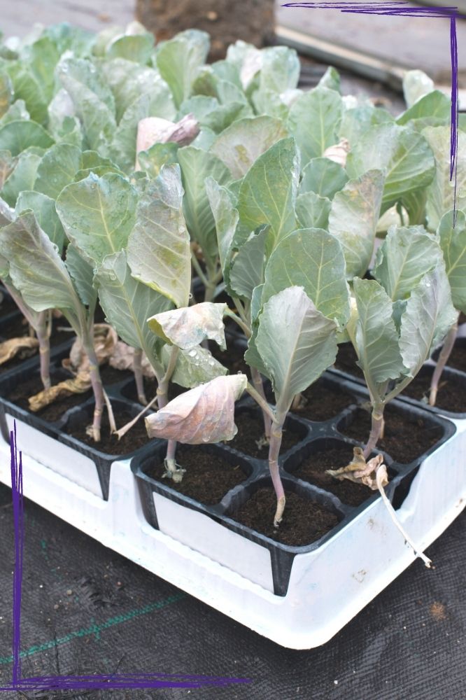 A close up shot of a tray of cabbage seedlings that are ready to transplant