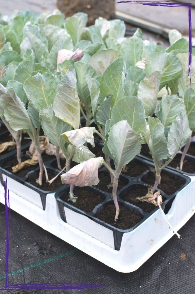 How To Plant And Grow Cabbage a Nutrient rich Cool Weather Crop How To Plant And Grow Cabbage a Nutrient rich Cool Weather Crop
