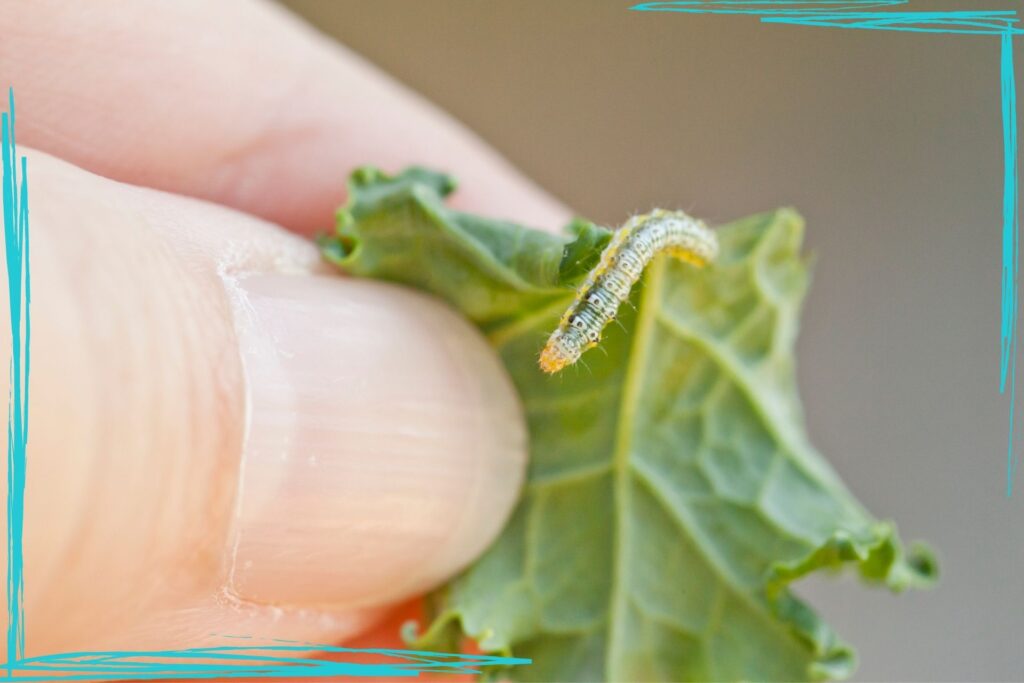 A close up of a woman's hand holding a small cabbage leaf with a cabbage worm on it