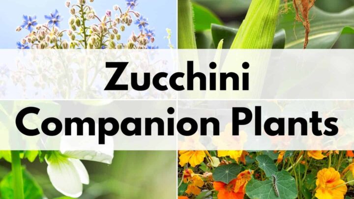 text overlay "zucchini companion plants" over a 2x2 grid of plant pictures: borage, corn, peas, and nasturtiums