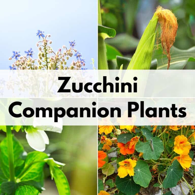 text overlay "zucchini companion plants" over a 2x2 grid of plant pictures: borage, corn, peas, and nasturtiums