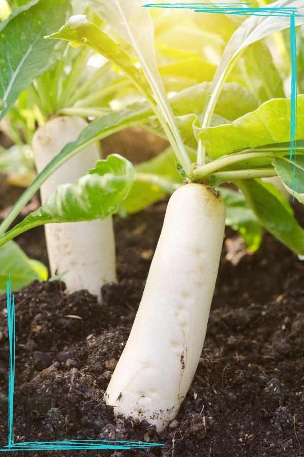 A backlit photo of two white daikon radish growing. There are teal scribble border corners in the upper right and bottom left corners. 