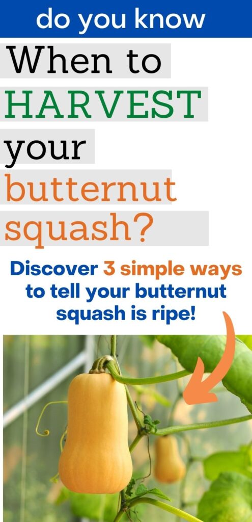 text "do you know when to harvest your butternut squash? Discover 3 simple ways to tell your butternut squash is ripe!" There is an orange arrow pointing at a picture below of two golden butternut squash hanging on a vine