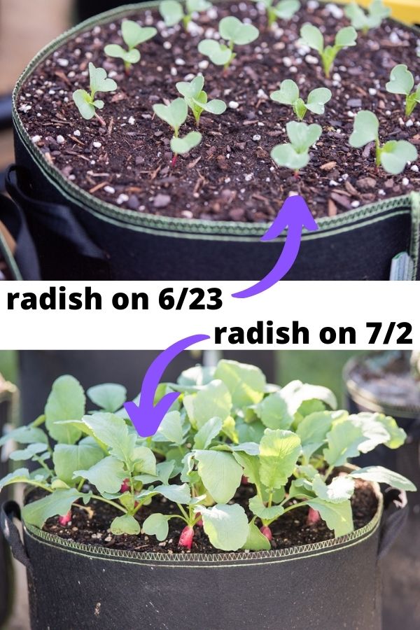 On top is image of new radish seedlings in a black pot and the text label radish on 6/23 with a purple arrow pointing at the seedlings. Below is a picture of the radish seedlings a week later with "true" leaves and red roots starting to form and the text 'radish on 7/2'