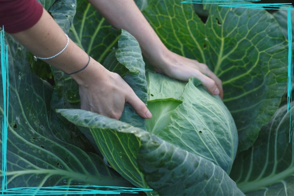 A close up of a woman's hands squeezing a head of cabbage to test for firmness to see if it is ripe yet