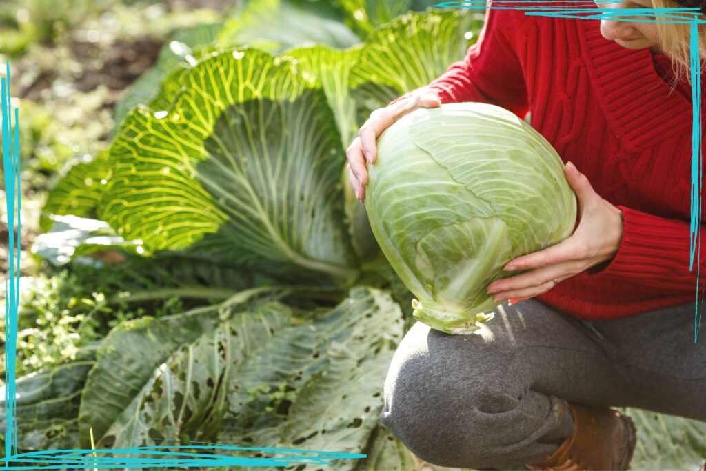 A woman holding a large cabbage on her knee. In the background is another large cabbage still growing in the ground.