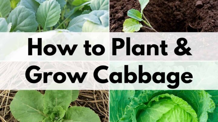 text overlay "how to plant & grow cabbage" over a 2x2 grid of images showing cabbage seedlings, a transplanted seedling, a young cabbage plant, and a head of cabbage that's ready to harvest
