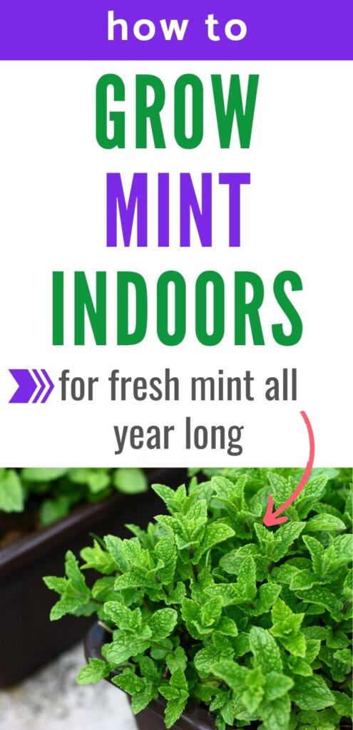 text "how to grow mint indoors for fresh mint all year long" with a pink arrow pointing to a picture of a bright green mint plant below the text. 