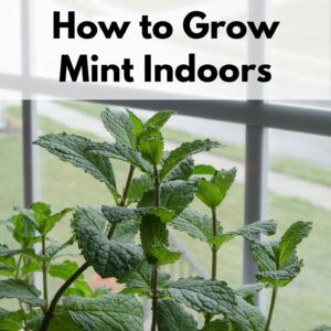 text overlay "how to grow mint indoors" above a photo of mint stems in a windowsill