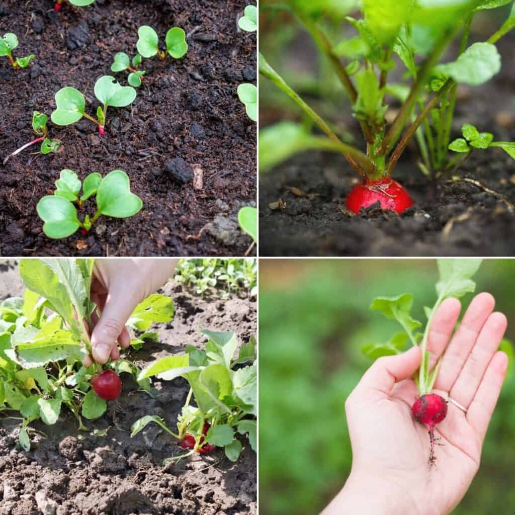 a square image with four square tiled pictures of radish seedlings, a growing radish, a radish being picked, and a freshly picked radish in a woman's hand