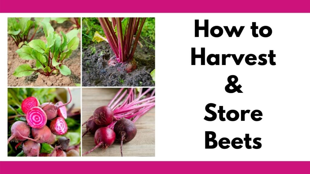 On the left is a tiled four square image collage of red beets growing, sliced, and in a bunch on a wood counter. On the right is the text "how to harvest and store beets."