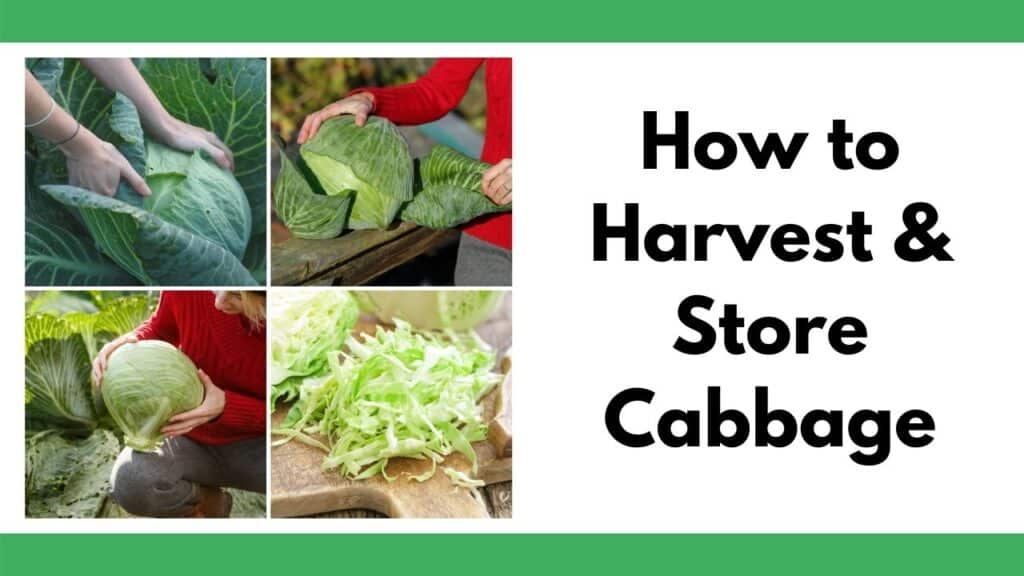 text "how to harvest & store cabbage" on the right. On the left is a 2x2 image grid of heads of cabbage in a garden