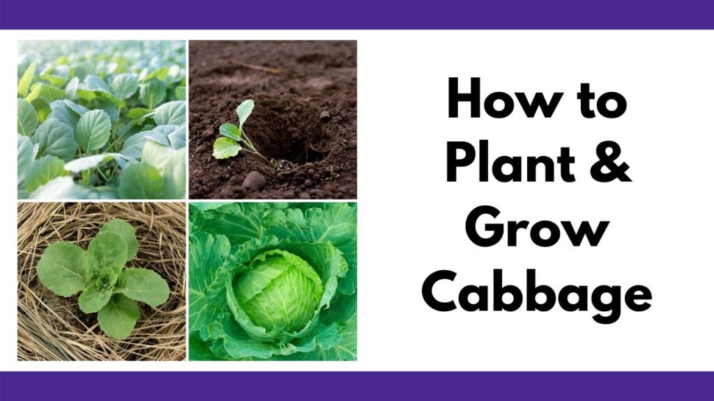 On the right is the text "how to plant and grow cabbage." On the left is a 2x2 square grid of cabbage pictures from a tray of seedlings to a seedling transplant, growing cabbage with pine straw mulch, and a green head of cabbage