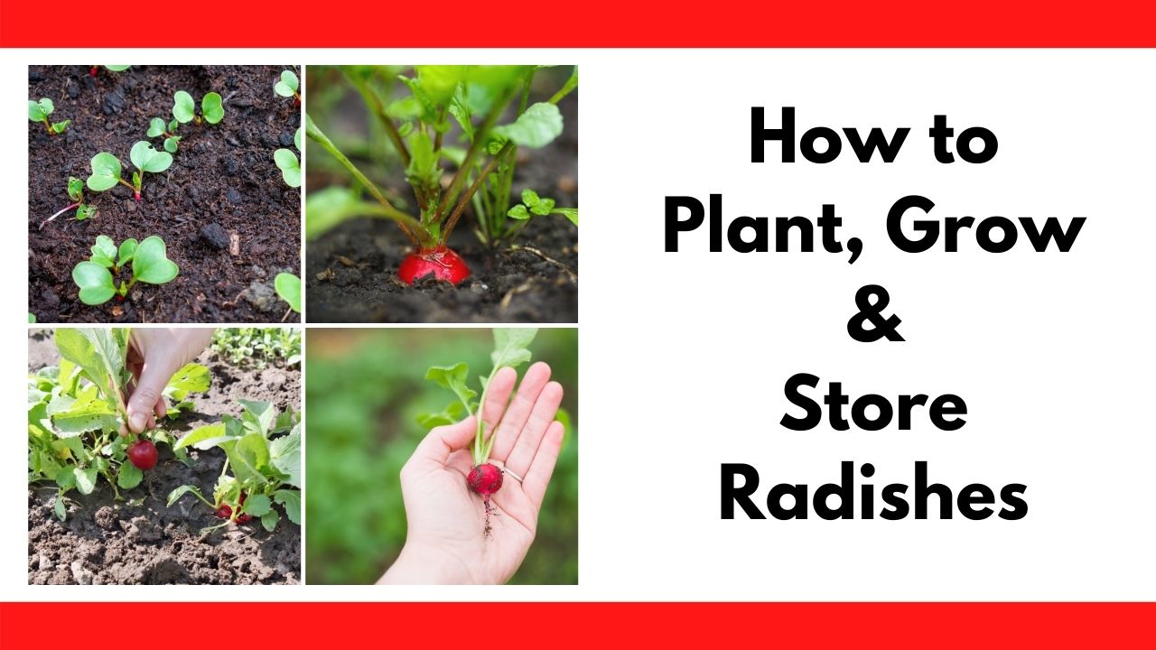 How to Plant and Grow Radish from Seed a fastgrowing crop you can