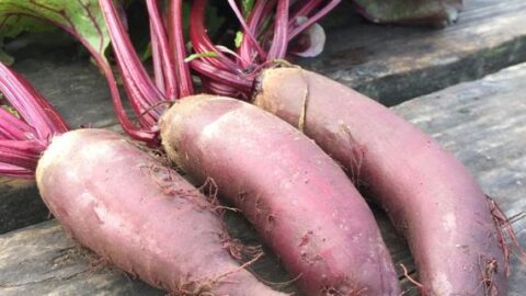 Image for Cylindra beet Seeds