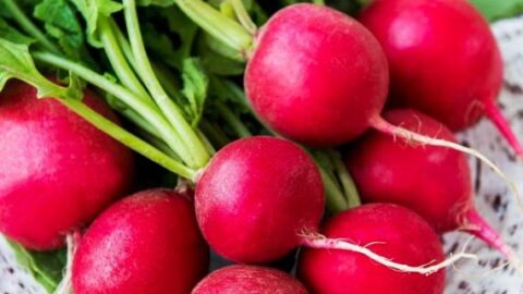 Image for Champion Radish Seeds