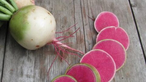 Image for Watermelon Radish Seeds