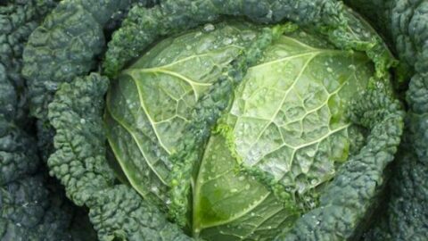Image for Alcosa Cabbage