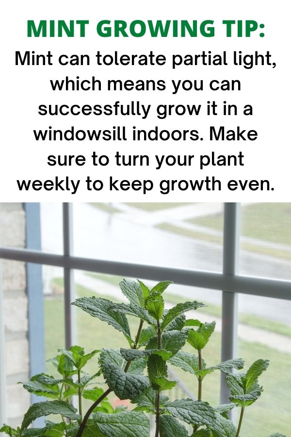 text "mint growing tip: Mint can tolerate partial light, which means you can successfully grow it in a windowsill indoors. Make sure to turn your plant weekly to keep growth even." Below the text is an image of mint stalks in a windowsill. The pot of mint is not visible: only 6 mint stems with leaves and the windowpanes with grass outside