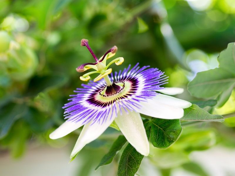 A closeup of a purple and white passionflower on a fine