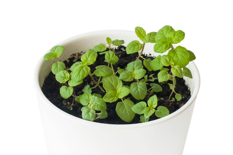 Growing Mint Indoors MustKnow Tips for Growing Mint Inside Together