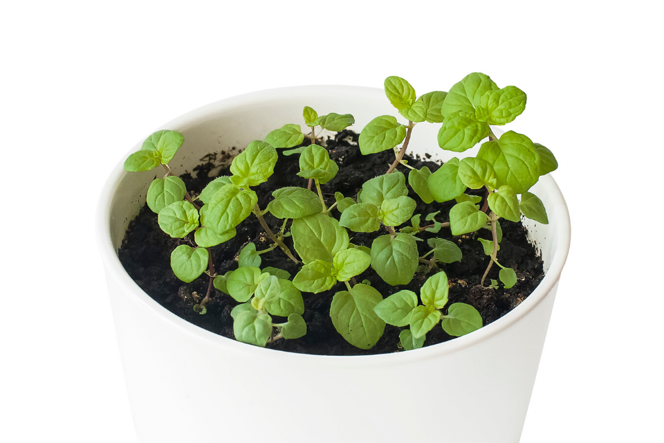 A white pot filled with short mint seedlings. The image background is white. 