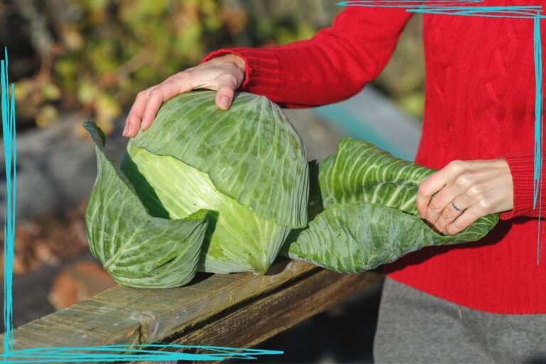 How to Harvest Cabbage Together Time Family